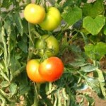 los-tomates-requieren-mucha-luz-23088