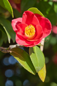 Camelia