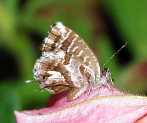 Mariposa del geranio