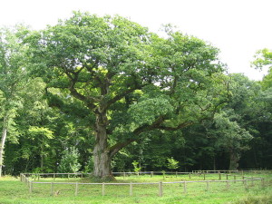 Roble blanco