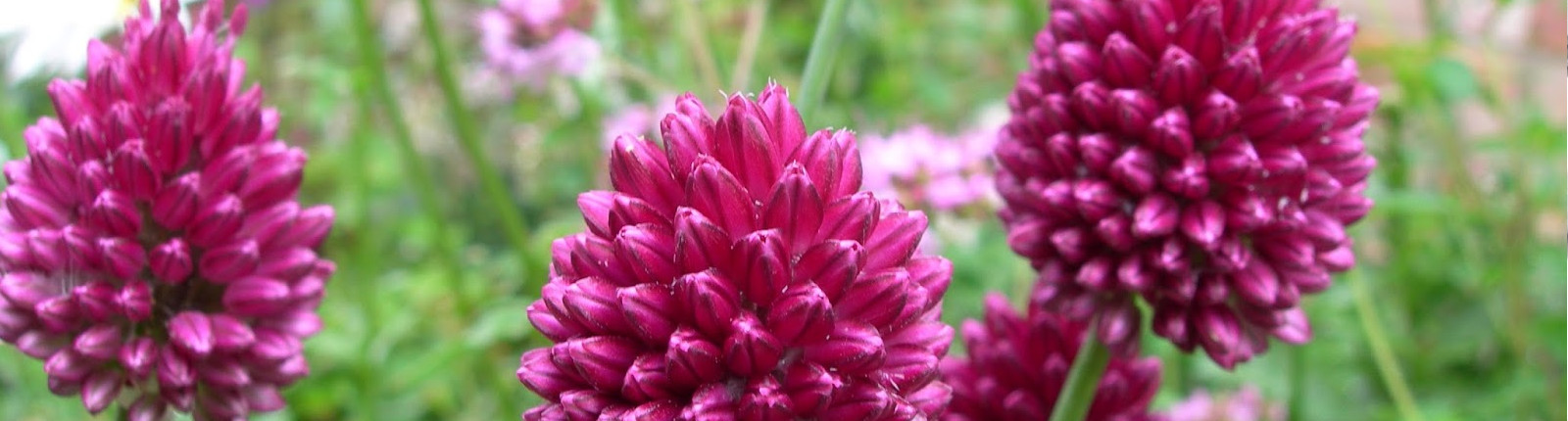 Bulbos de floración veraniega