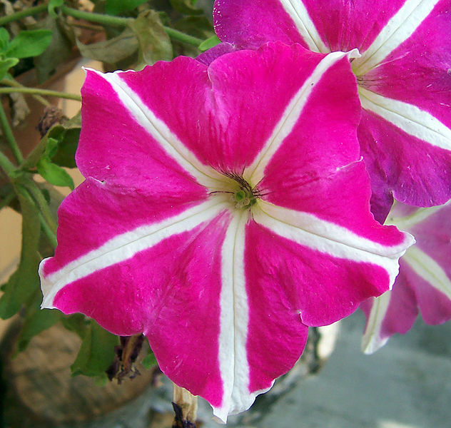 ¿Qué son las petunias?