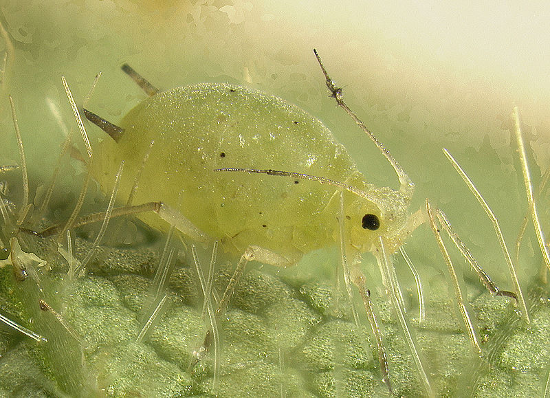 Los pulgones son insectos que se alimentan de la savia de las plantas.