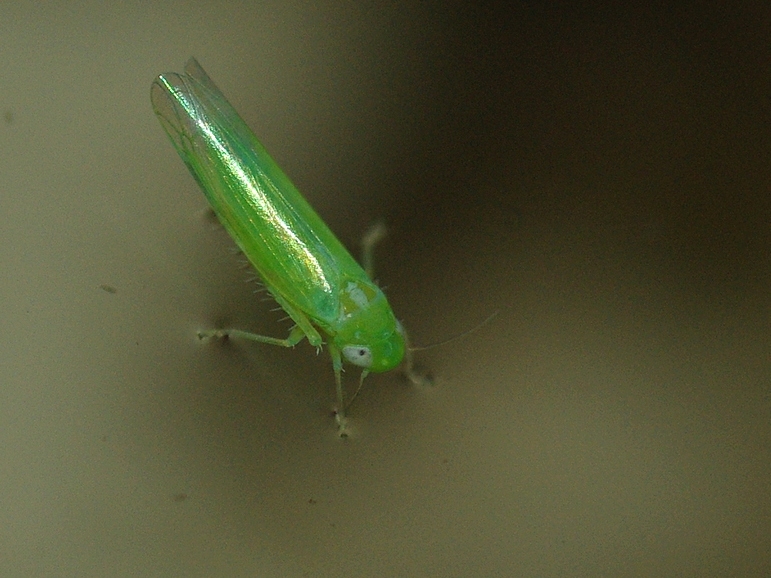 cicadélidos