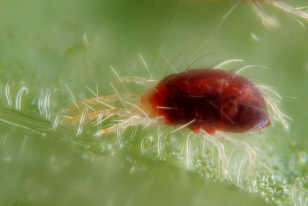 ¿Qué es la araña roja?