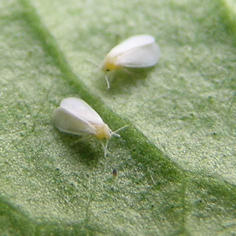 ¿Qué es la mosca blanca?