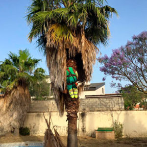 poda de palmeras en Sevilla