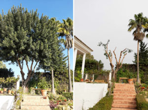 podas jardineros sevilla